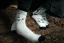 I Hate Toehooks Socks by Adam Ondra, white - Size: 42 - 46