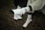 I Hate Toehooks Socks by Adam Ondra, white - Size: 42 - 46