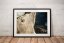 Salathé Wall - Print format: Small (400 mm longer side), Print with signature: Signed by Adam, Download format: Large (min 5760 px longer side)